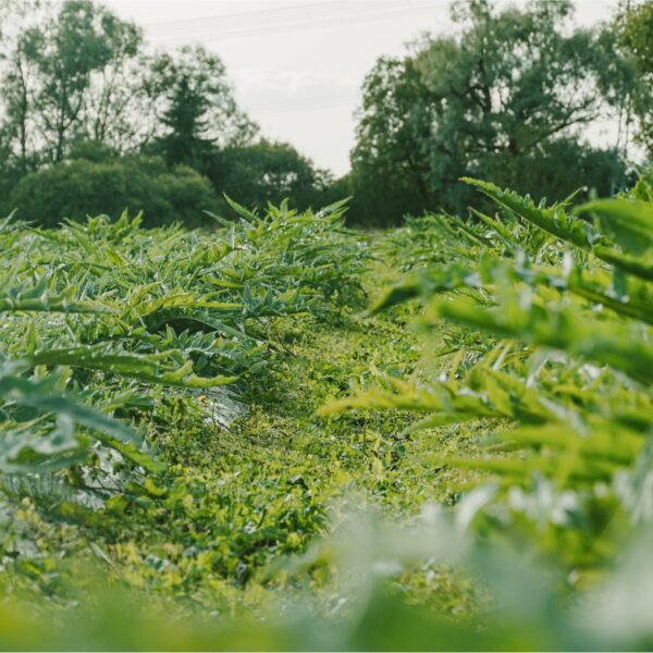 DSC01544 copy-min DSC01544 copy-min