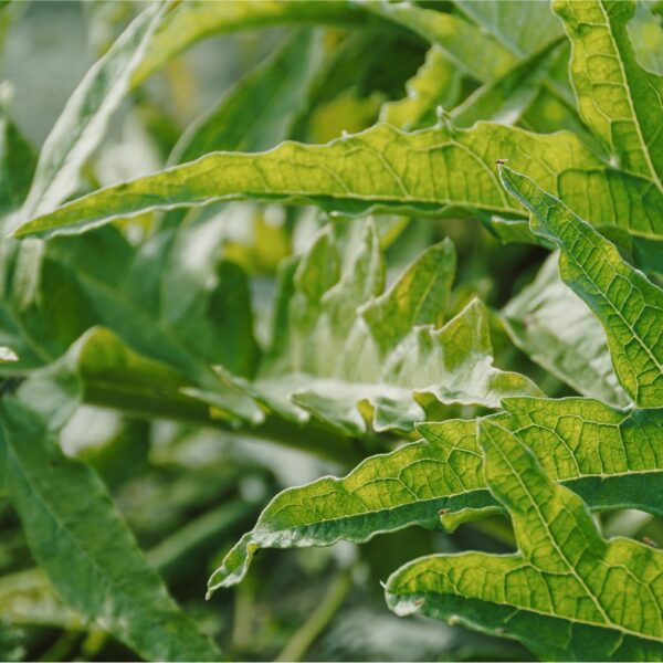 DSC01547 copy-min DSC01547 copy-min