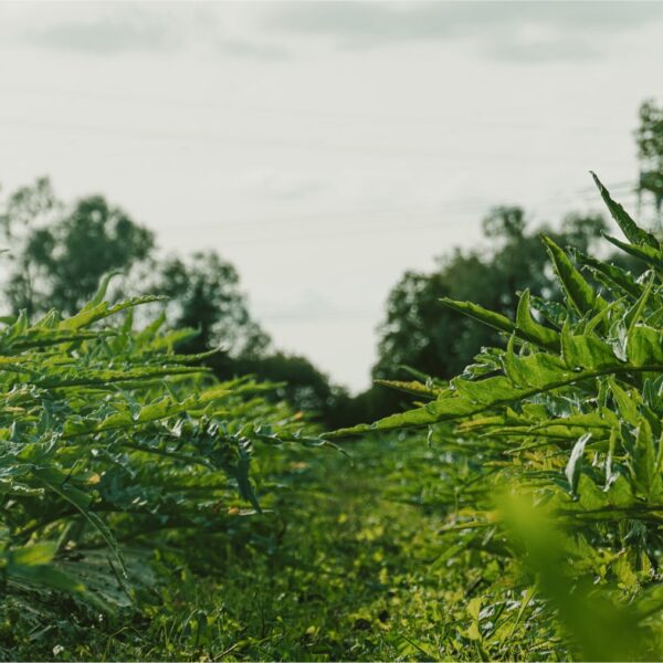 DSC01557 copy-min DSC01557 copy-min