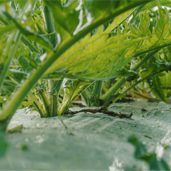 DSC01564 copy-min DSC01564 copy-min