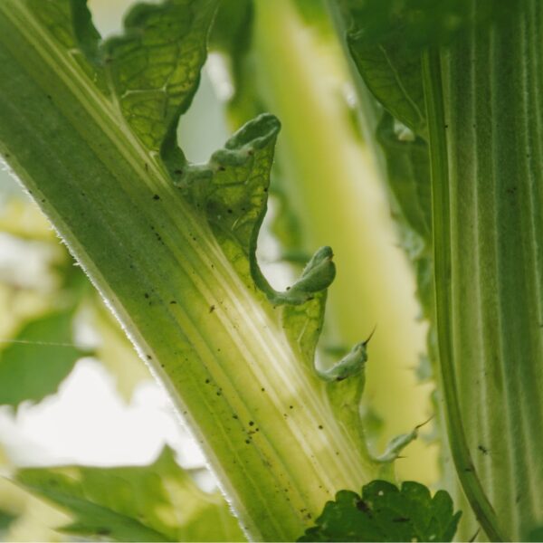 DSC01570 copy-min DSC01570 copy-min