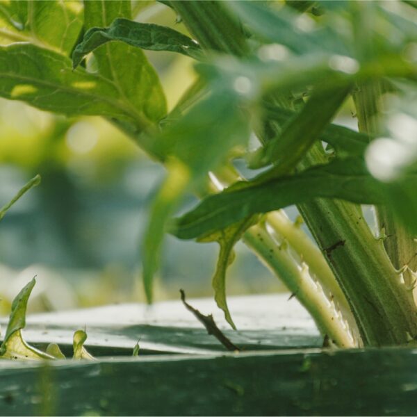 DSC01578 copy-min DSC01578 copy-min