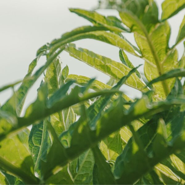 DSC01581 copy-min DSC01581 copy-min