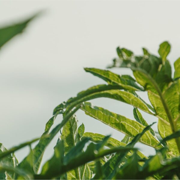 DSC01582 copy-min DSC01582 copy-min