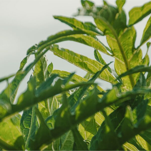 DSC01583 copy-min DSC01583 copy-min