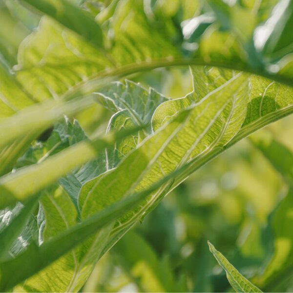 DSC01586 copy-min DSC01586 copy-min