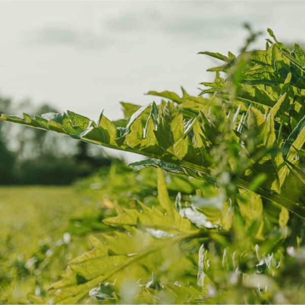 DSC01606 copy-min DSC01606 copy-min