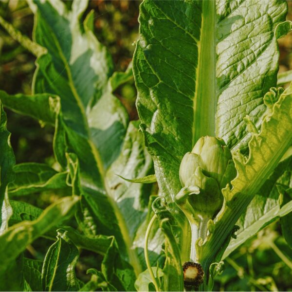 DSC01633 copy-min DSC01633 copy-min