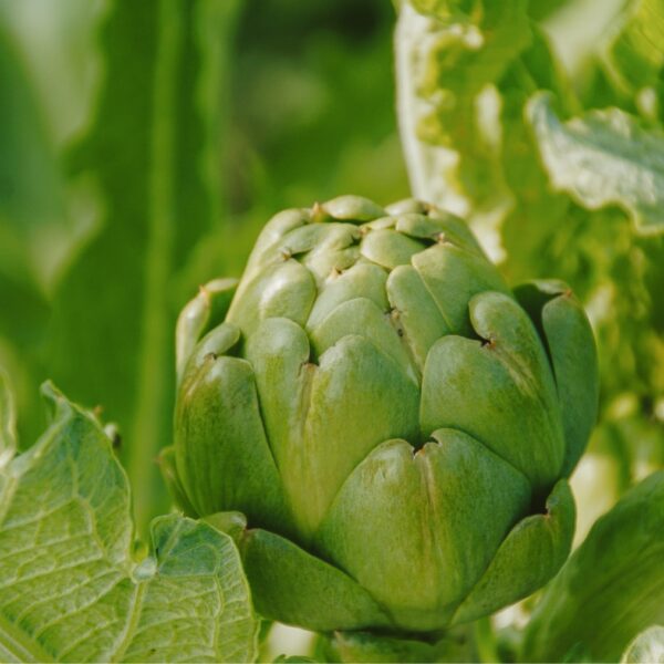 DSC01648 copy-min DSC01648 copy-min