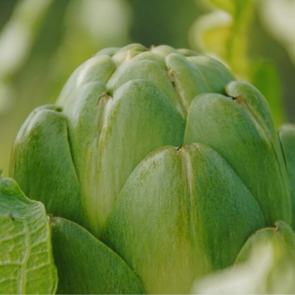 DSC01651 copy-min DSC01651 copy-min