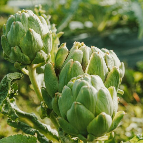 DSC01657 copy-min DSC01657 copy-min