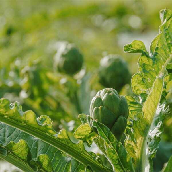 DSC01666 copy-min DSC01666 copy-min